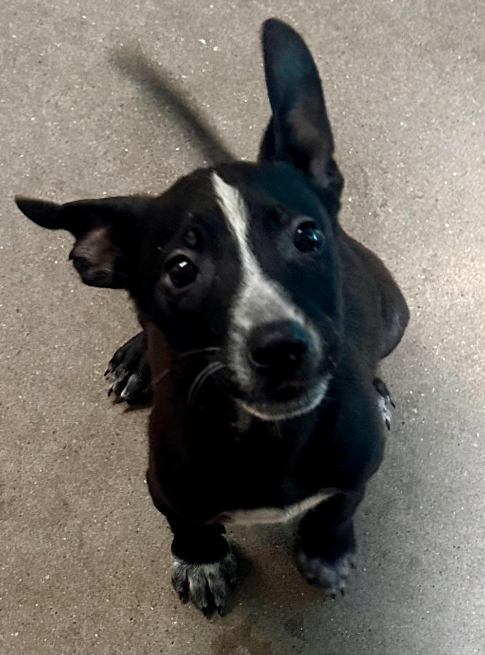 Double Dutch, a Adoptable Mixed Breed in Graham, TX image 5/6