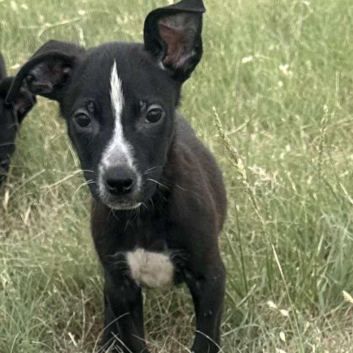 Double Dutch, a Adoptable Mixed Breed in Graham, TX image 6/6