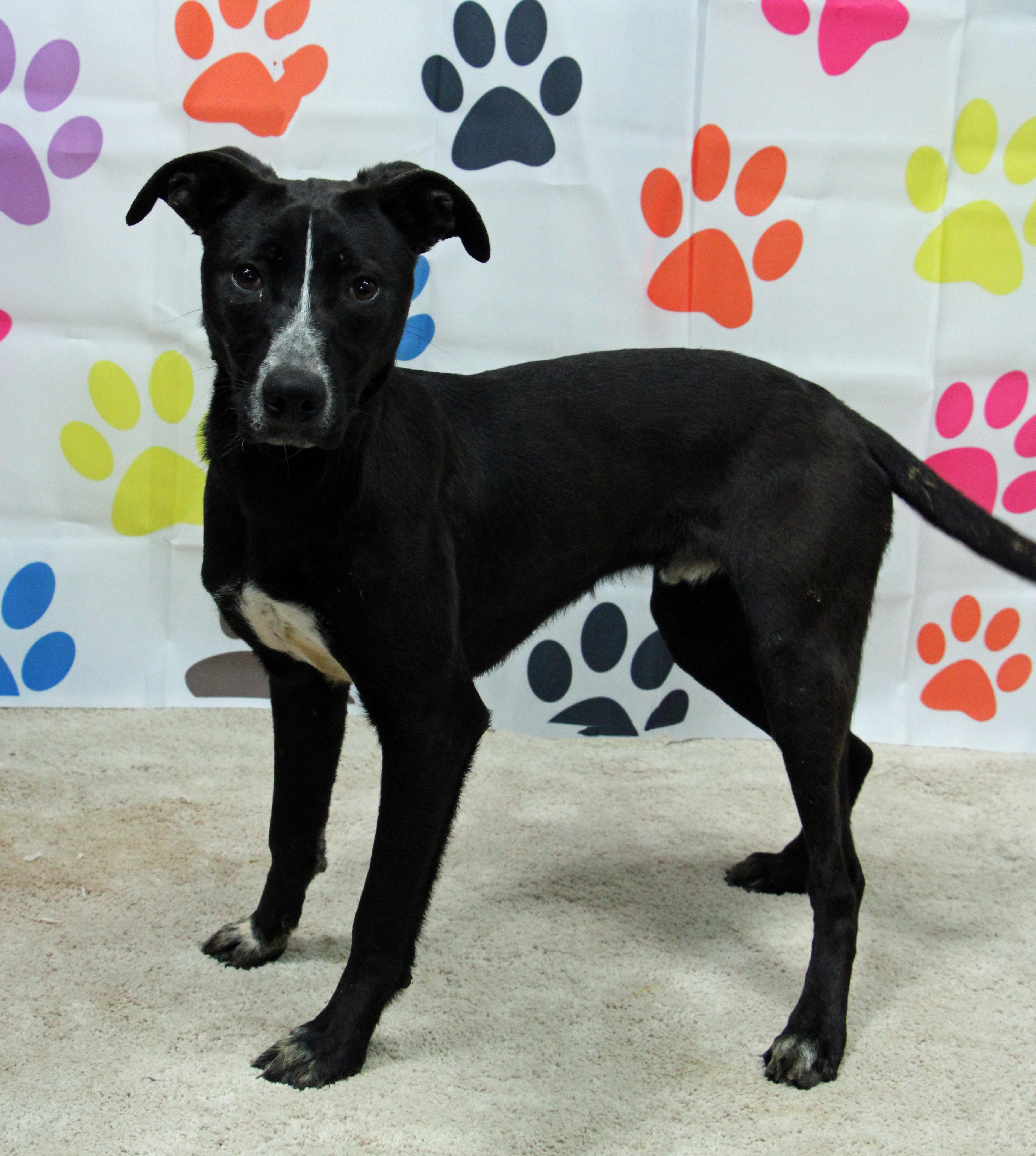 Enlarge Double Dutch, a Adoptable mixed breed in Graham, TX image 1/6