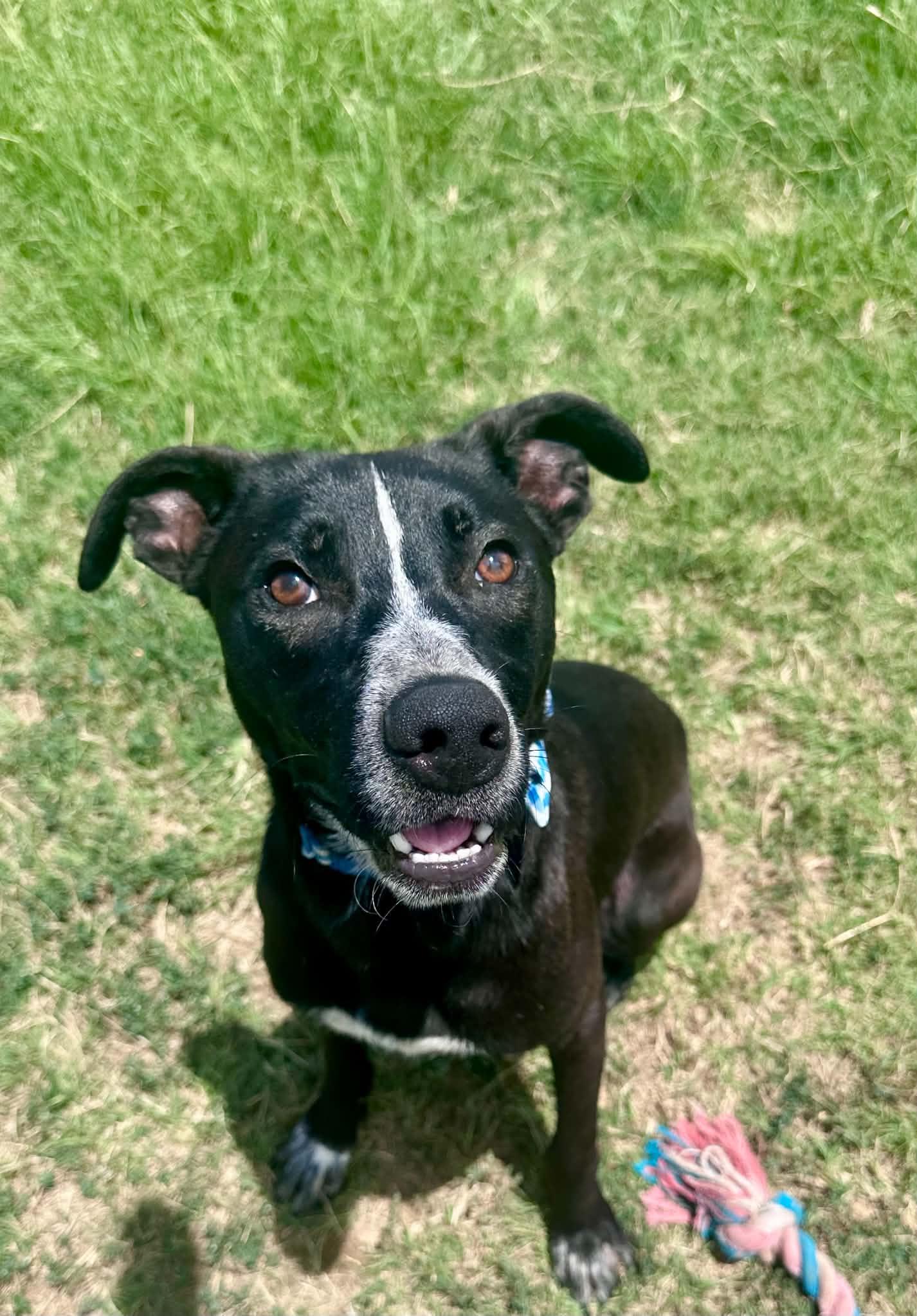 Double Dutch, a Adoptable mixed breed in Graham, TX image 1/6