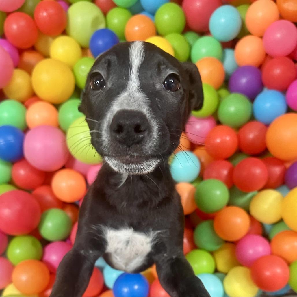 Double Dutch, a Adoptable Mixed Breed in Graham, TX image 3/6