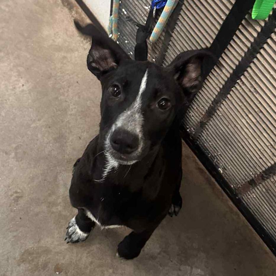 Double Dutch, a Adoptable Mixed Breed in Graham, TX image 2/6