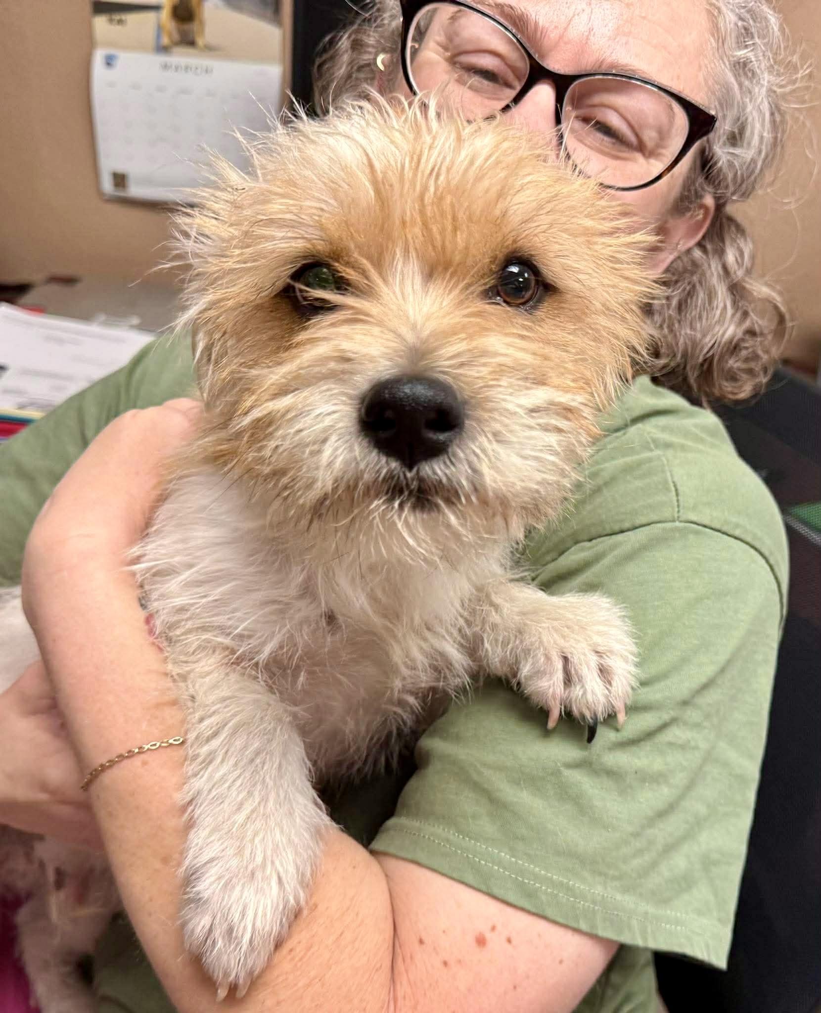 Enlarge Muppet, an adopted mixed breed in Hartford, CT image 1/6