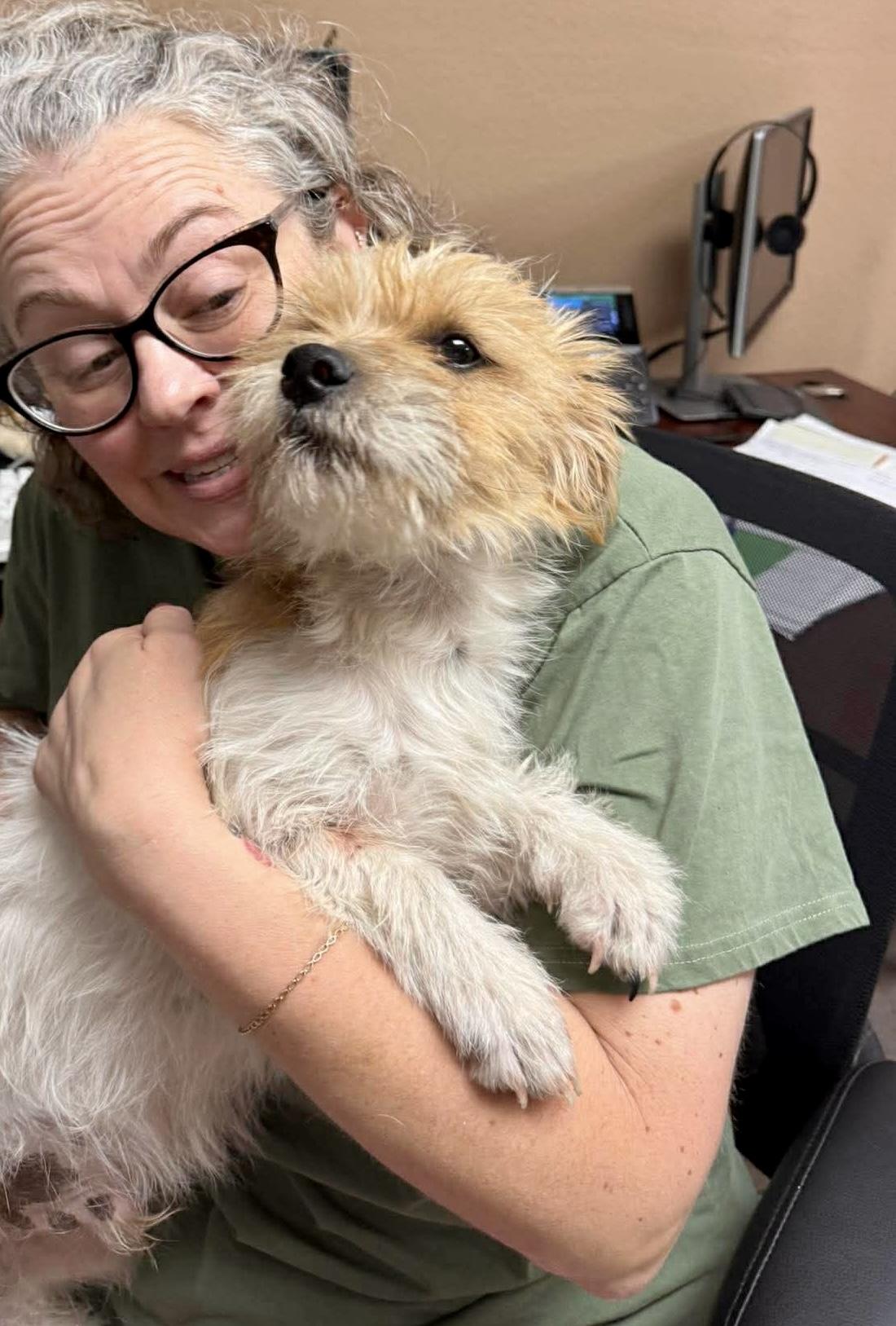 Enlarge Muppet, an adopted mixed breed in Hartford, CT image 5/6