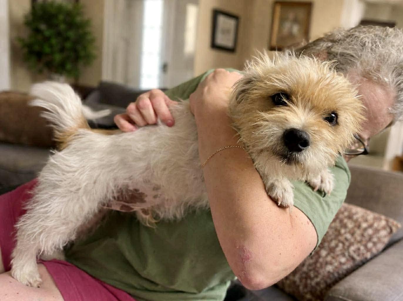 Enlarge Muppet, an adopted mixed breed in Hartford, CT image 3/6