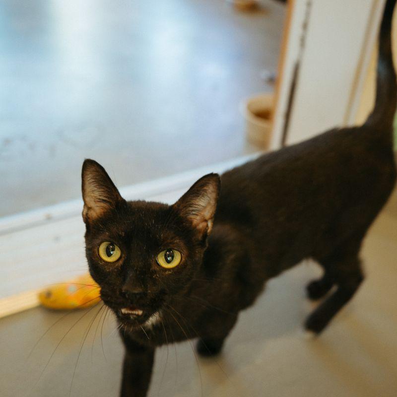 Enlarge Pebble, a Adoptable Domestic Short Hair in Jackson, WY image 2/2