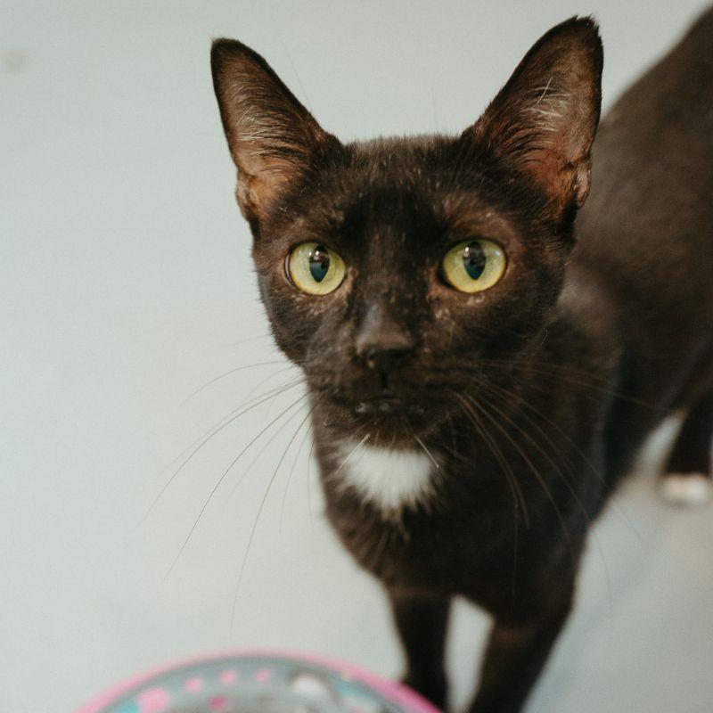 Pebble, Adoptable, Adult Female Domestic Short Hair.