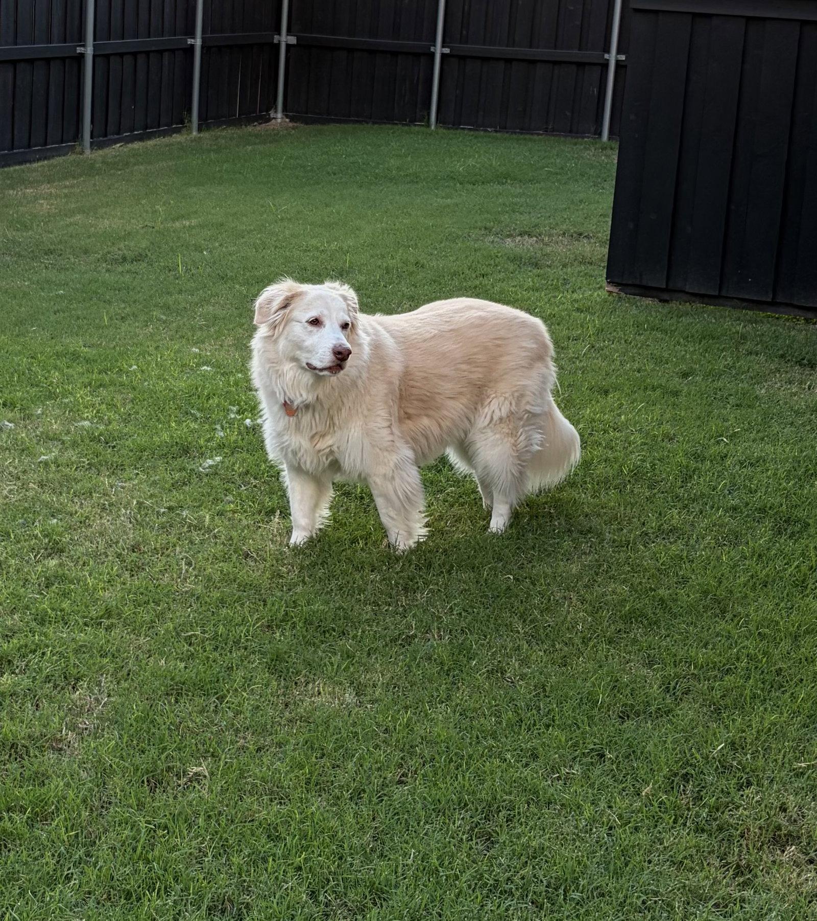 Enlarge Molly, a Adoptable mixed breed in Dallas, TX image 2/3