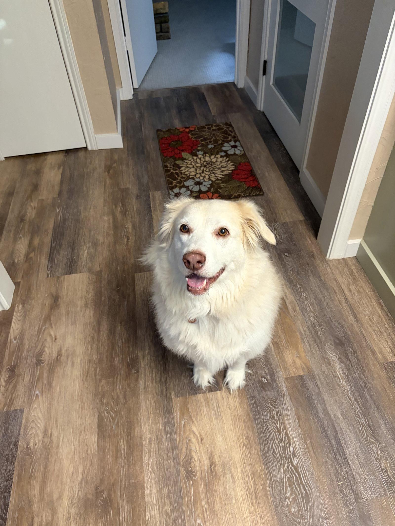 Enlarge Molly, a Adoptable mixed breed in Dallas, TX image 3/3