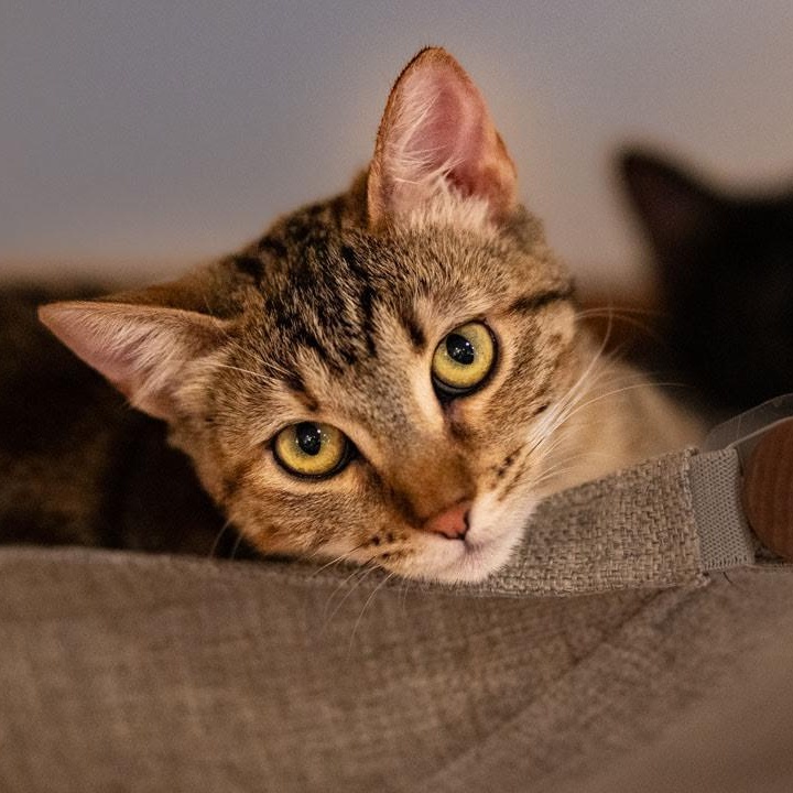 Meow  (Boots) (BS & RR)