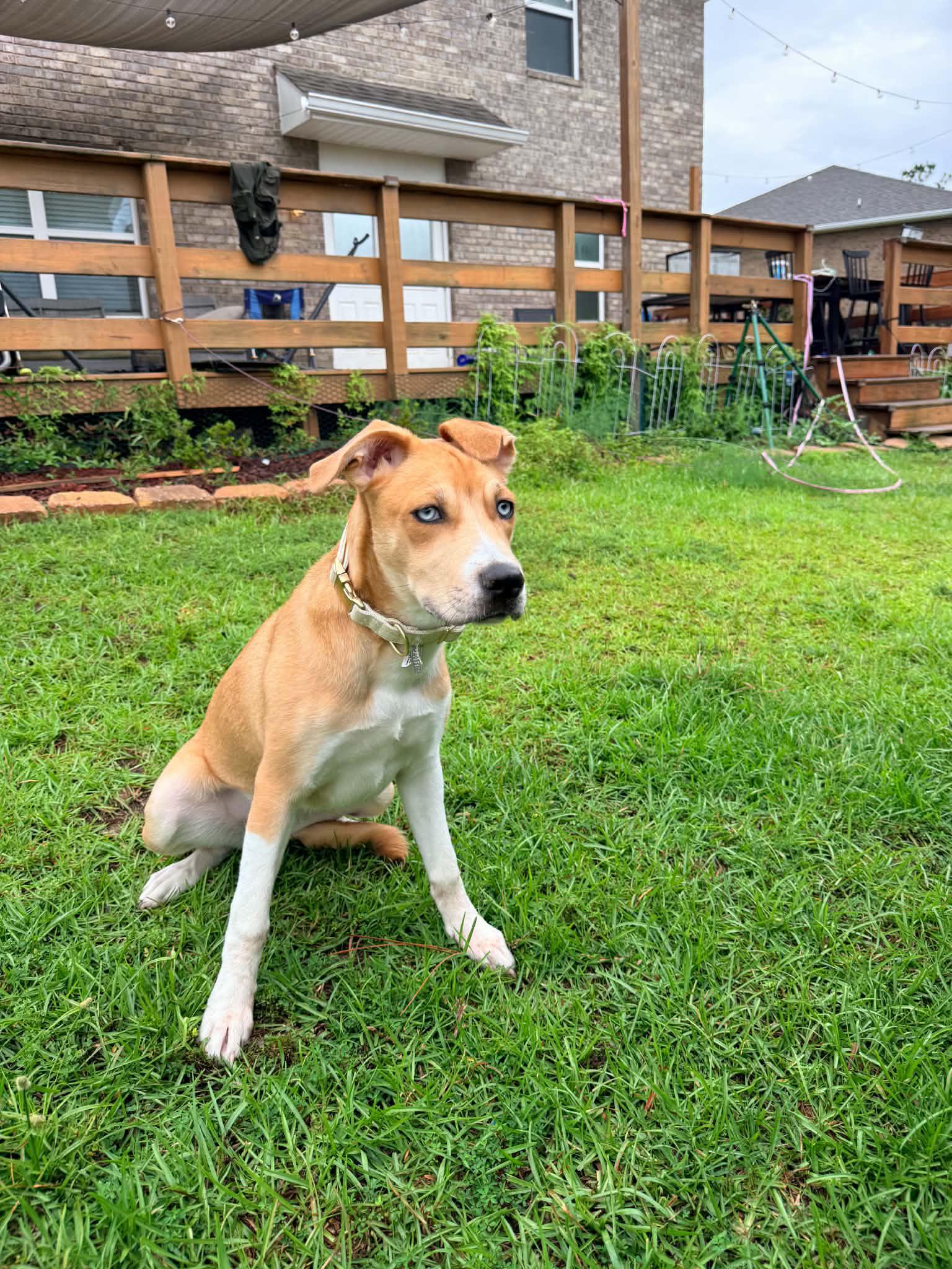 Sapphire, a ADOPTABLE mixed breed in Foley, AL image 3/3