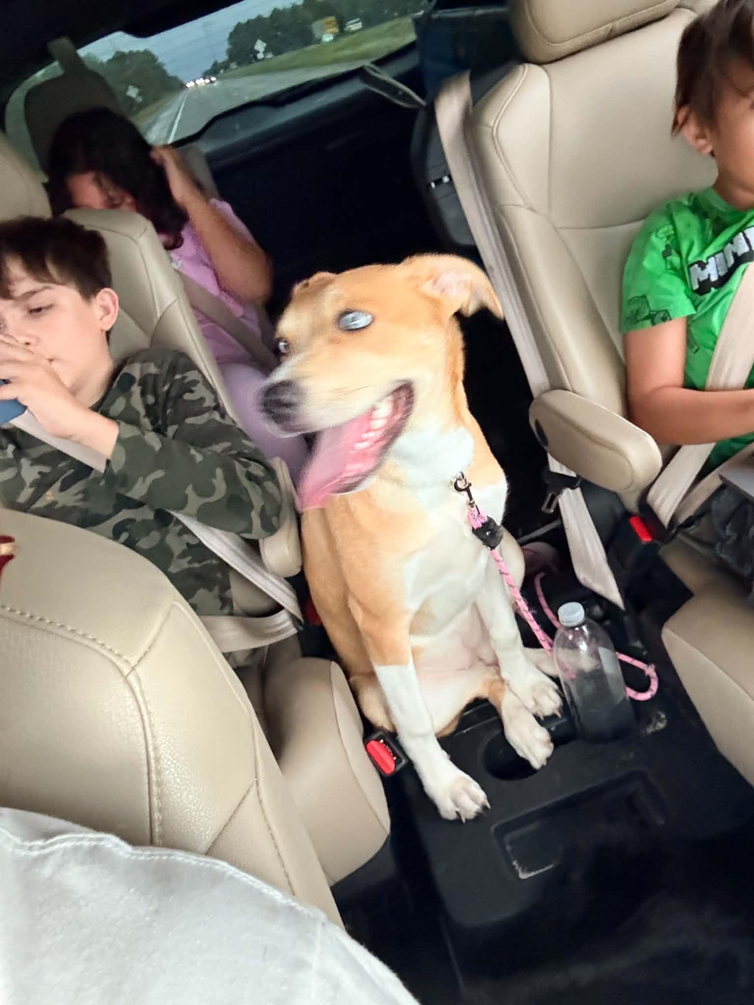 Sapphire, ADOPTABLE, Young Female Yellow Labrador Retriever & Mixed Breed.