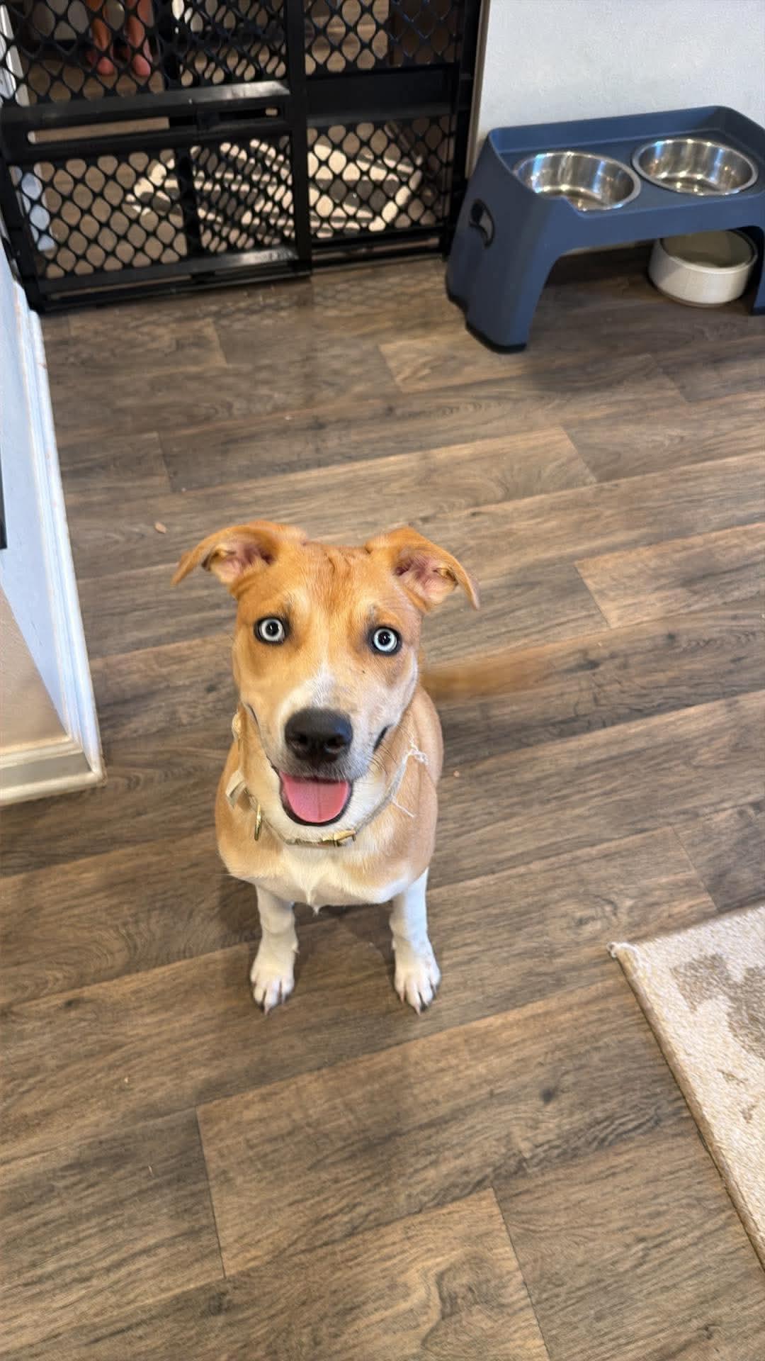 Sapphire, a ADOPTABLE mixed breed in Foley, AL image 2/3