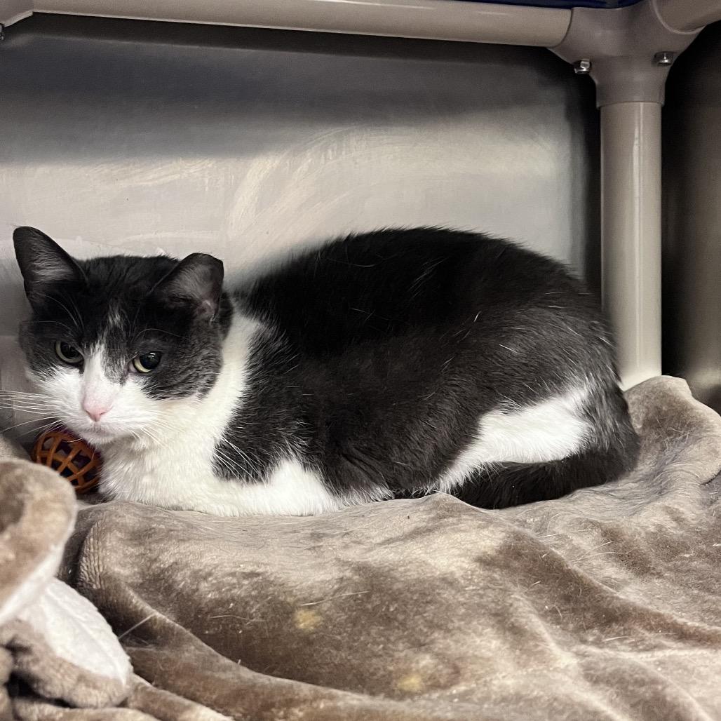 Enlarge Grumbles, a Adoptable Domestic Short Hair in Mentor, OH image 1/3