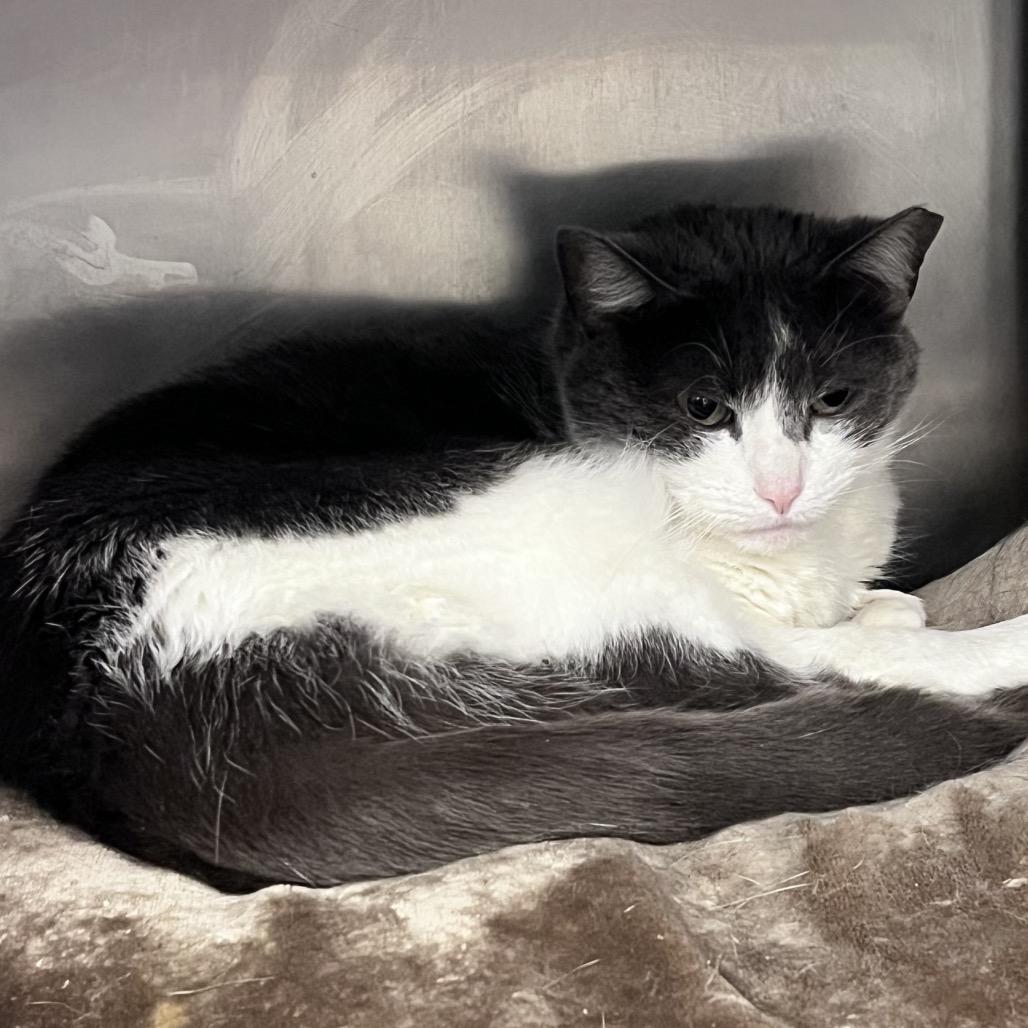 Enlarge Grumbles, a Adoptable Domestic Short Hair in Mentor, OH image 2/3