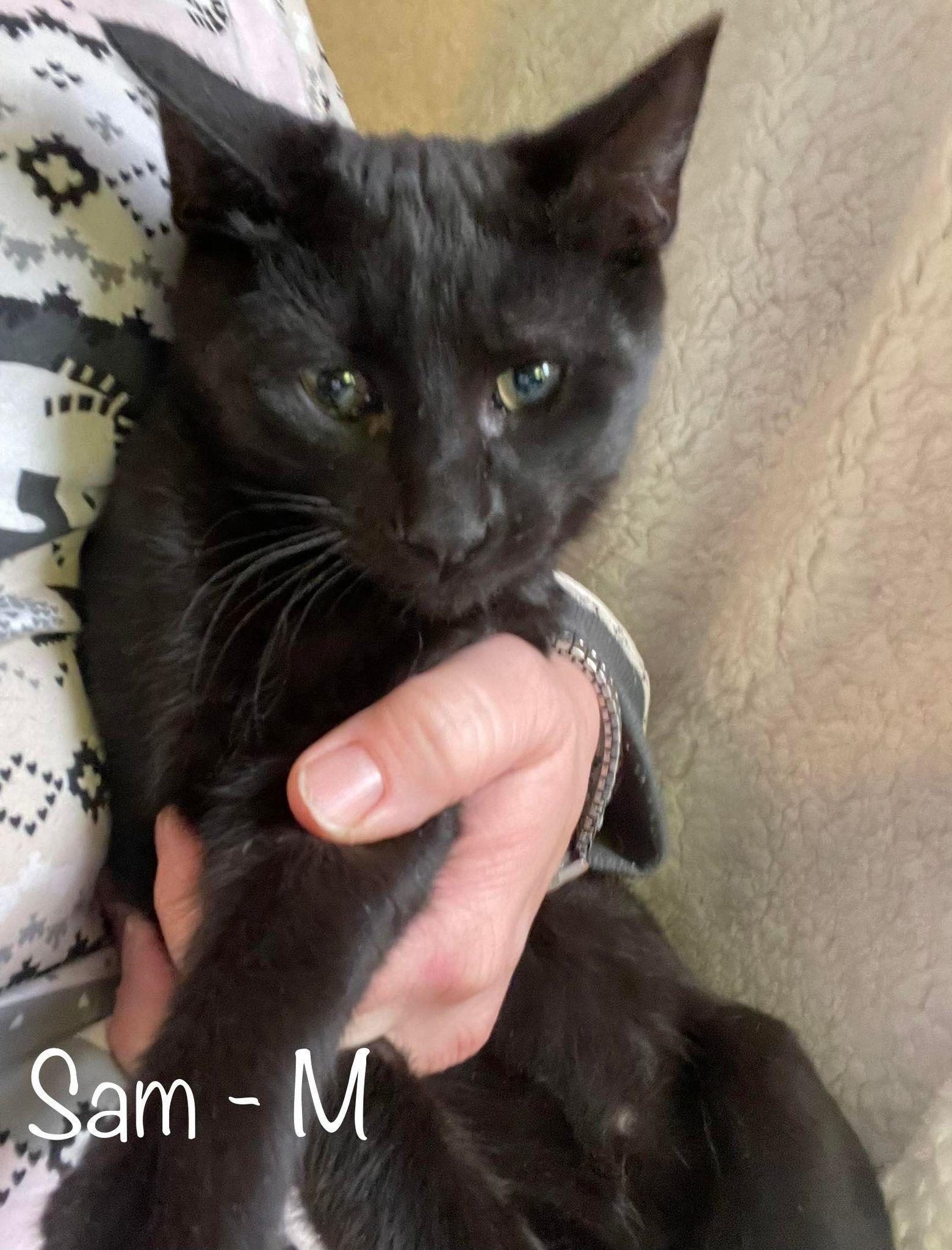 Enlarge Sam C Reams, a Adoptable Domestic Short Hair in Saunderstown, RI image 1/1