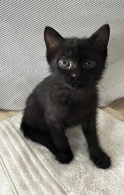 Ivan, Adoptable, Kitten Male Domestic Medium Hair.