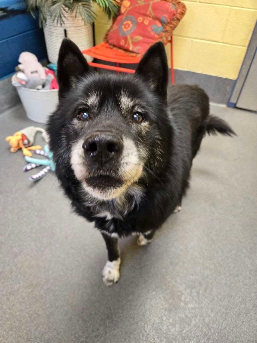 Roscoe (senior), ADOPTABLE, Senior Male Husky.