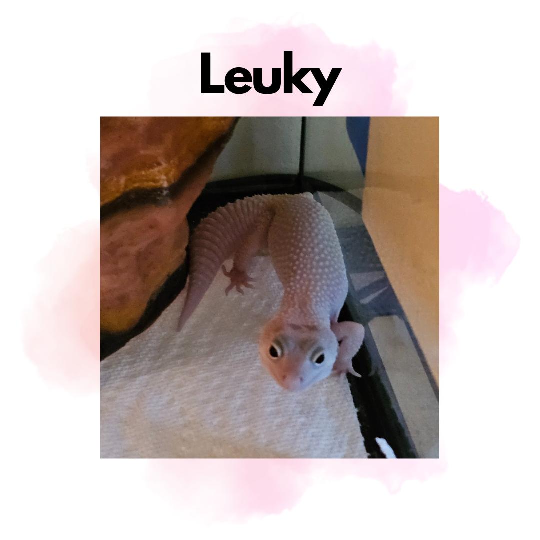 Leuky, Adult Female unknown