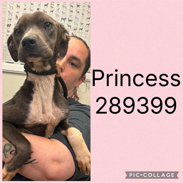 Enlarge PRINCESS, a Adoptable Mixed Breed in Macon, GA image 1/1