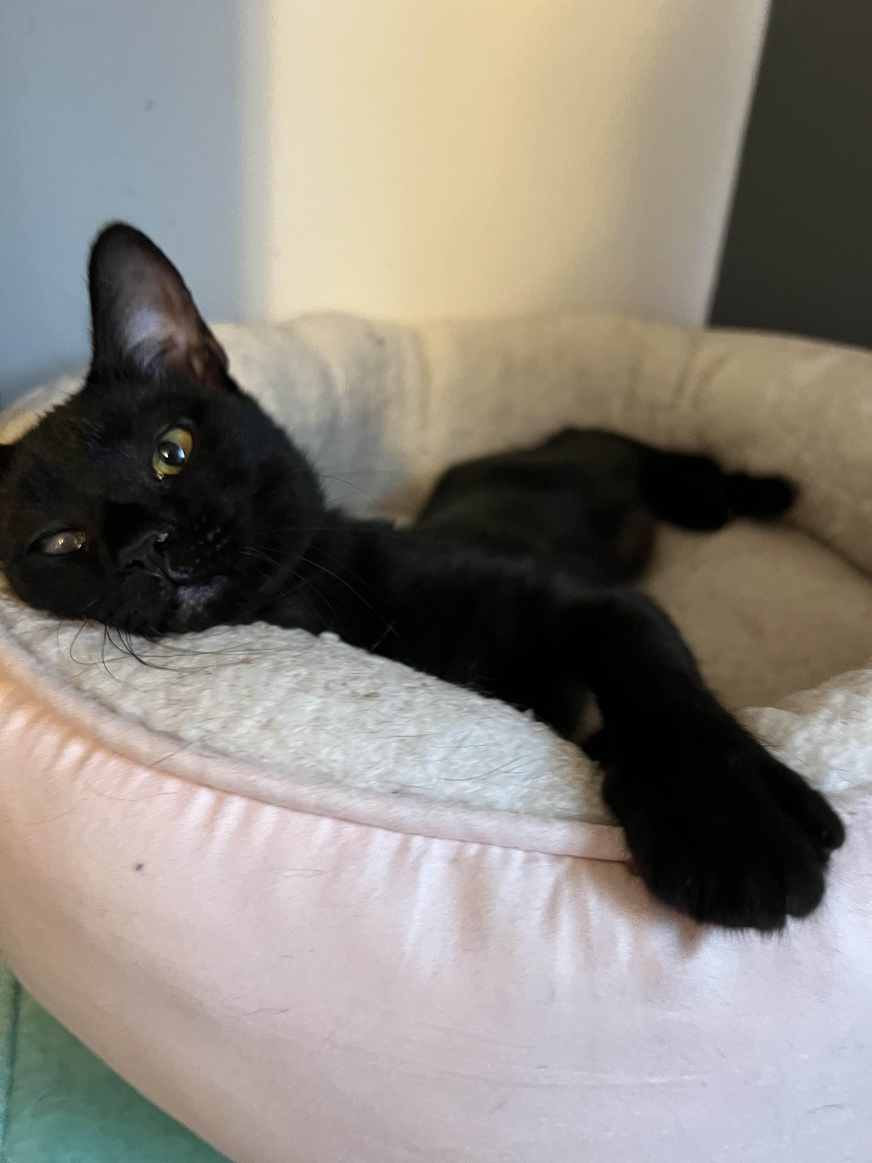 Harold, adoptable, Kitten Male Domestic Short Hair.