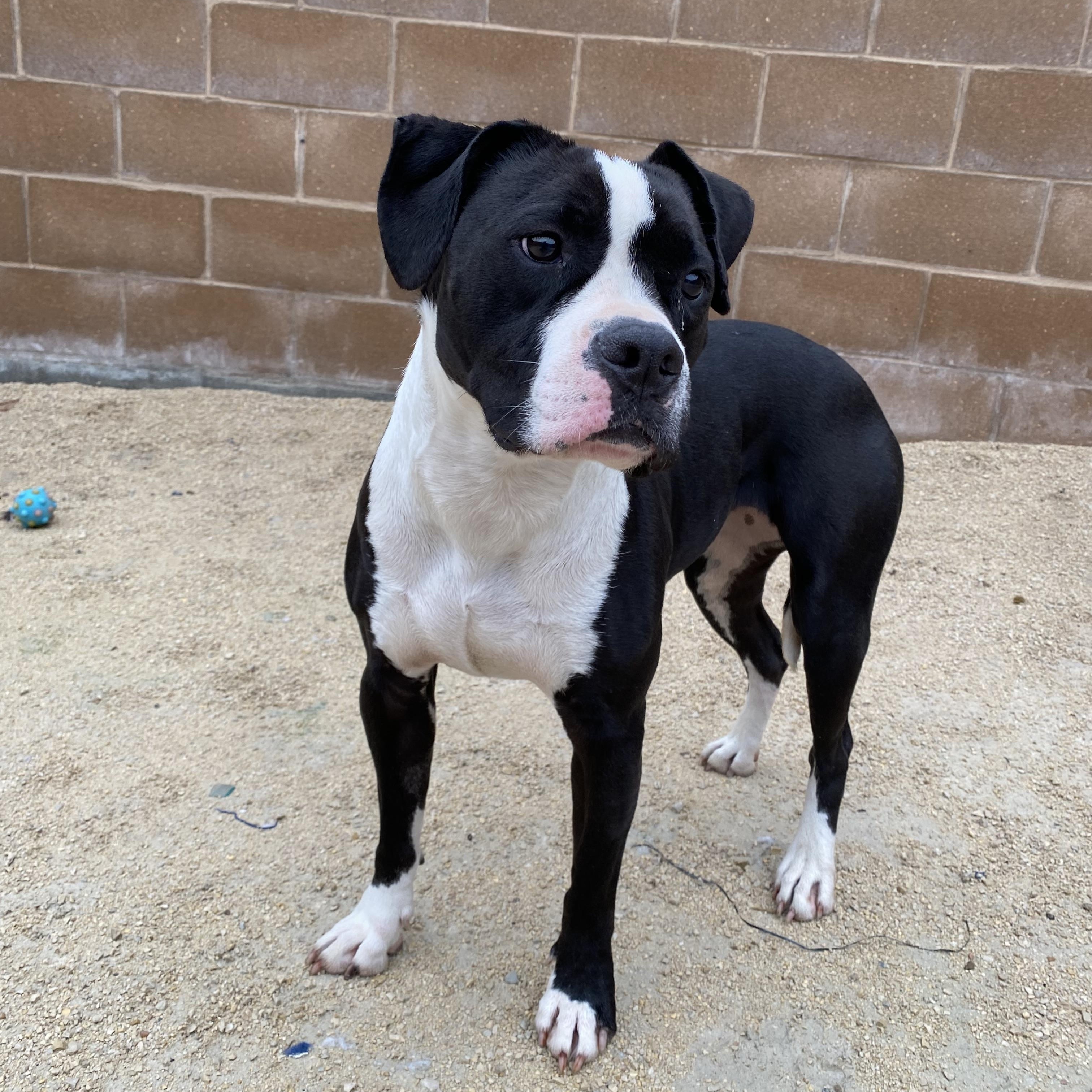 Rosey, adoptable, Adult Female Boxer.
