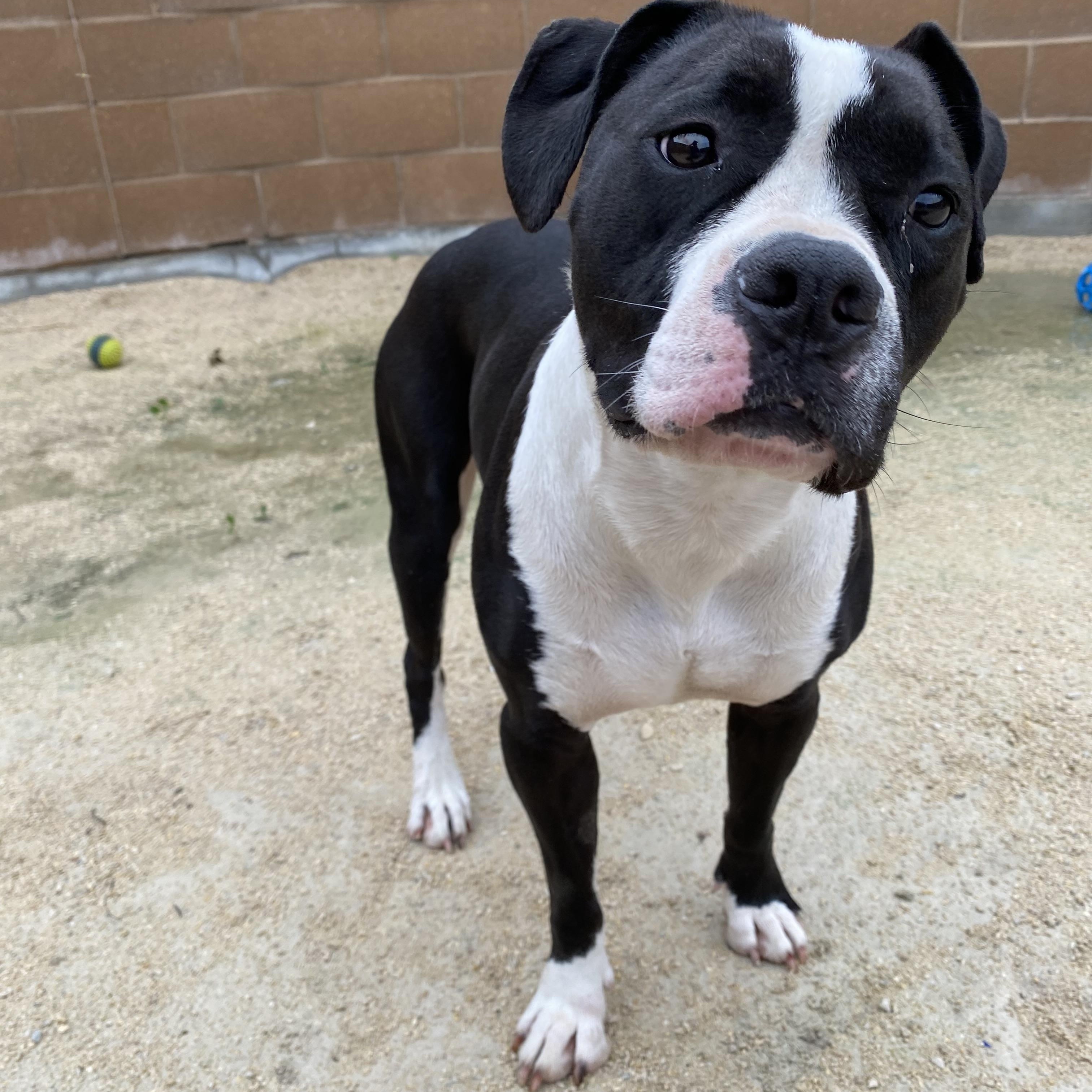Enlarge Rosey, an adoptable mixed breed in Winnipeg, MB image 2/3