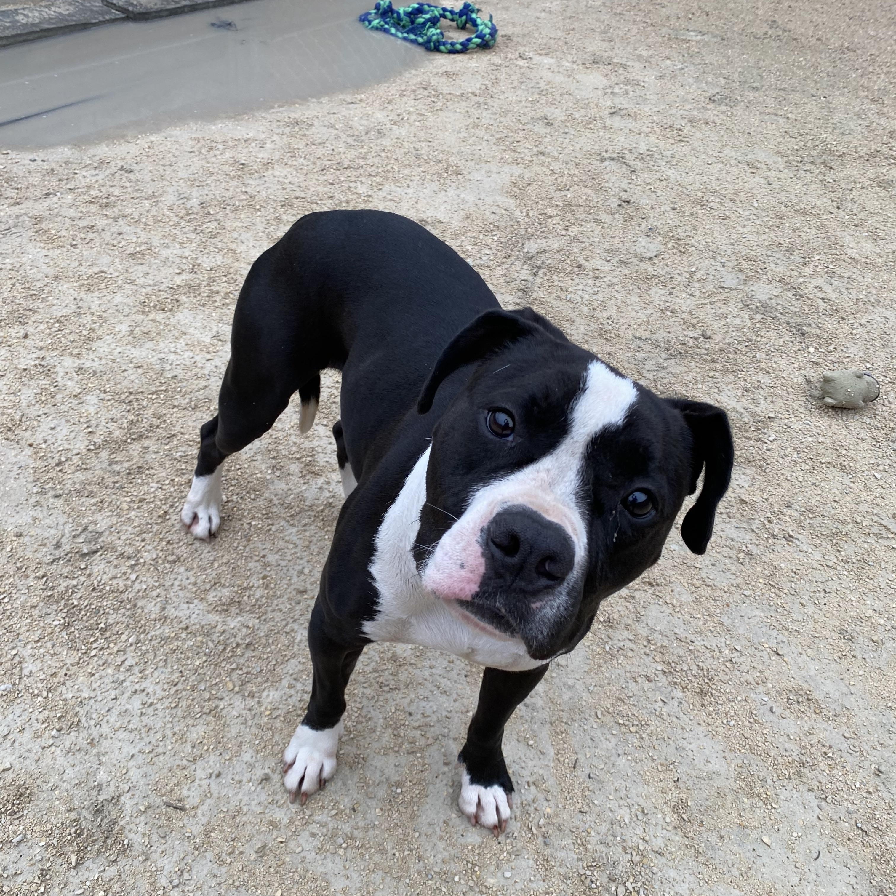 Enlarge Rosey, an adoptable mixed breed in Winnipeg, MB image 3/3