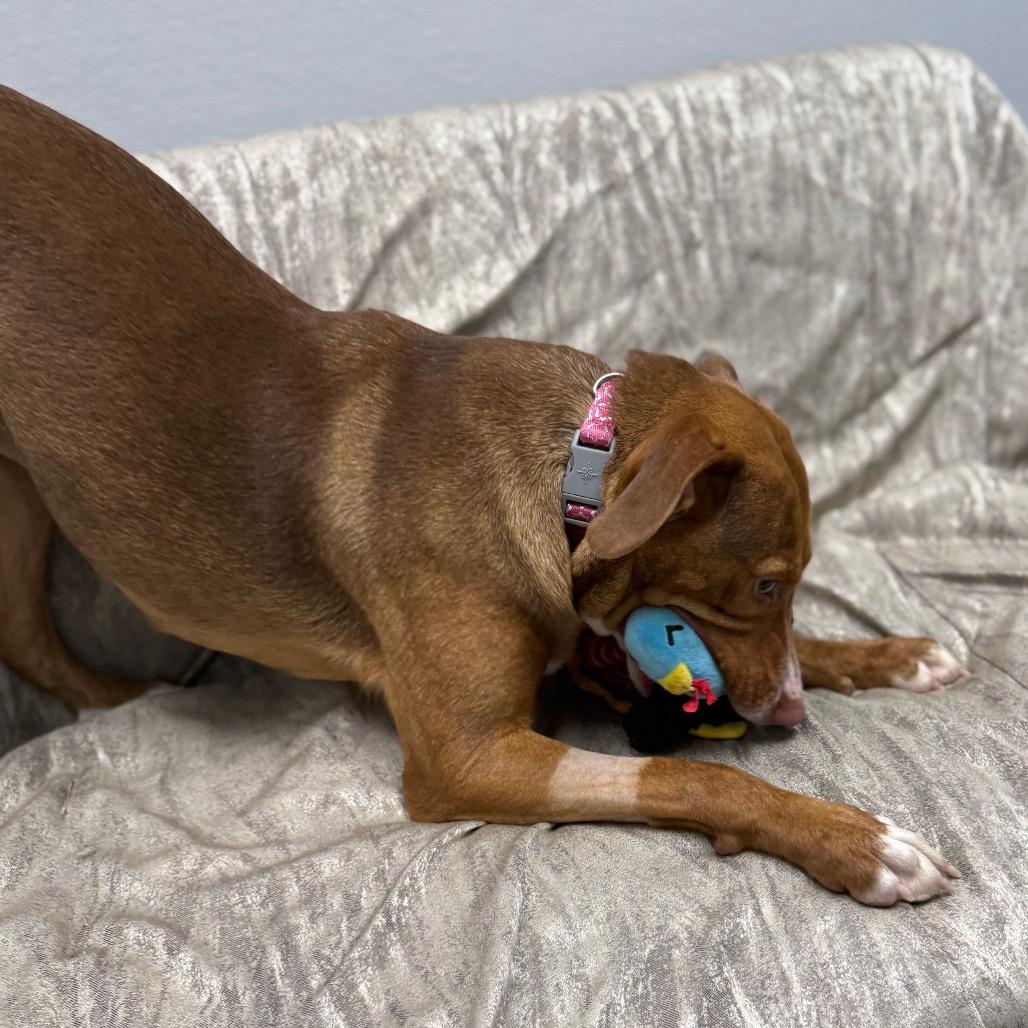 Enlarge Cookie, a ADOPTABLE mixed breed in Monticello, IA image 4/6
