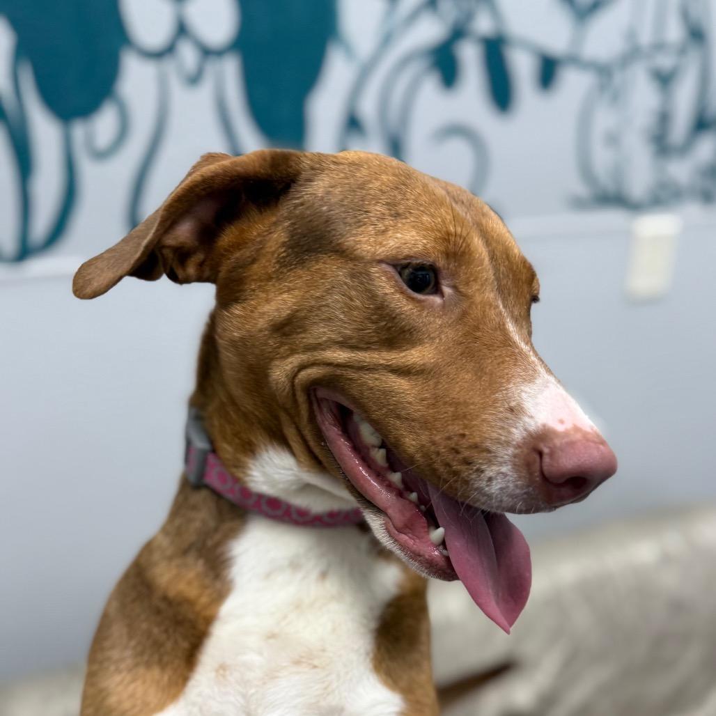 Enlarge Cookie, a ADOPTABLE mixed breed in Monticello, IA image 3/6