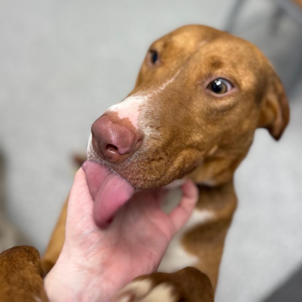 Enlarge Cookie, a ADOPTABLE mixed breed in Monticello, IA image 5/6