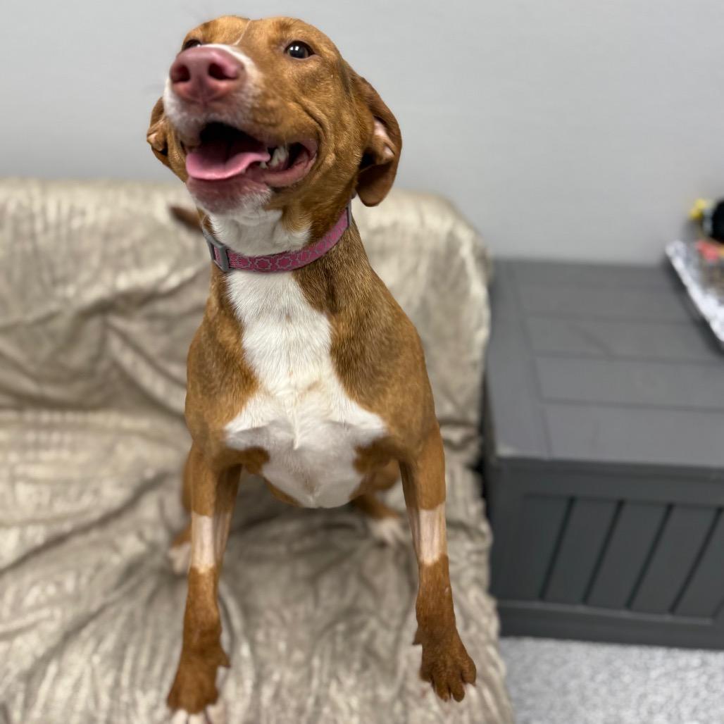 Enlarge Cookie, a ADOPTABLE mixed breed in Monticello, IA image 6/6