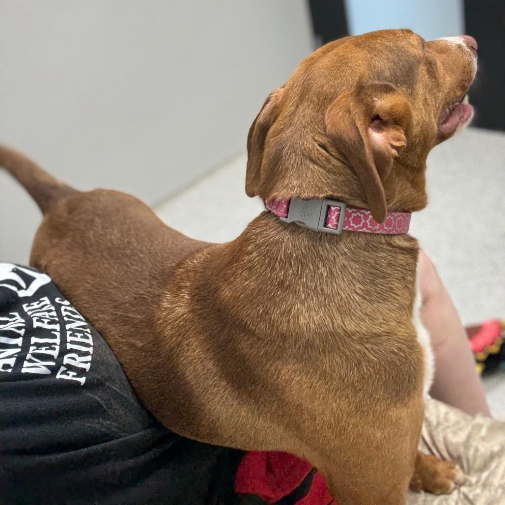 Enlarge Cookie, a ADOPTABLE mixed breed in Monticello, IA image 2/6