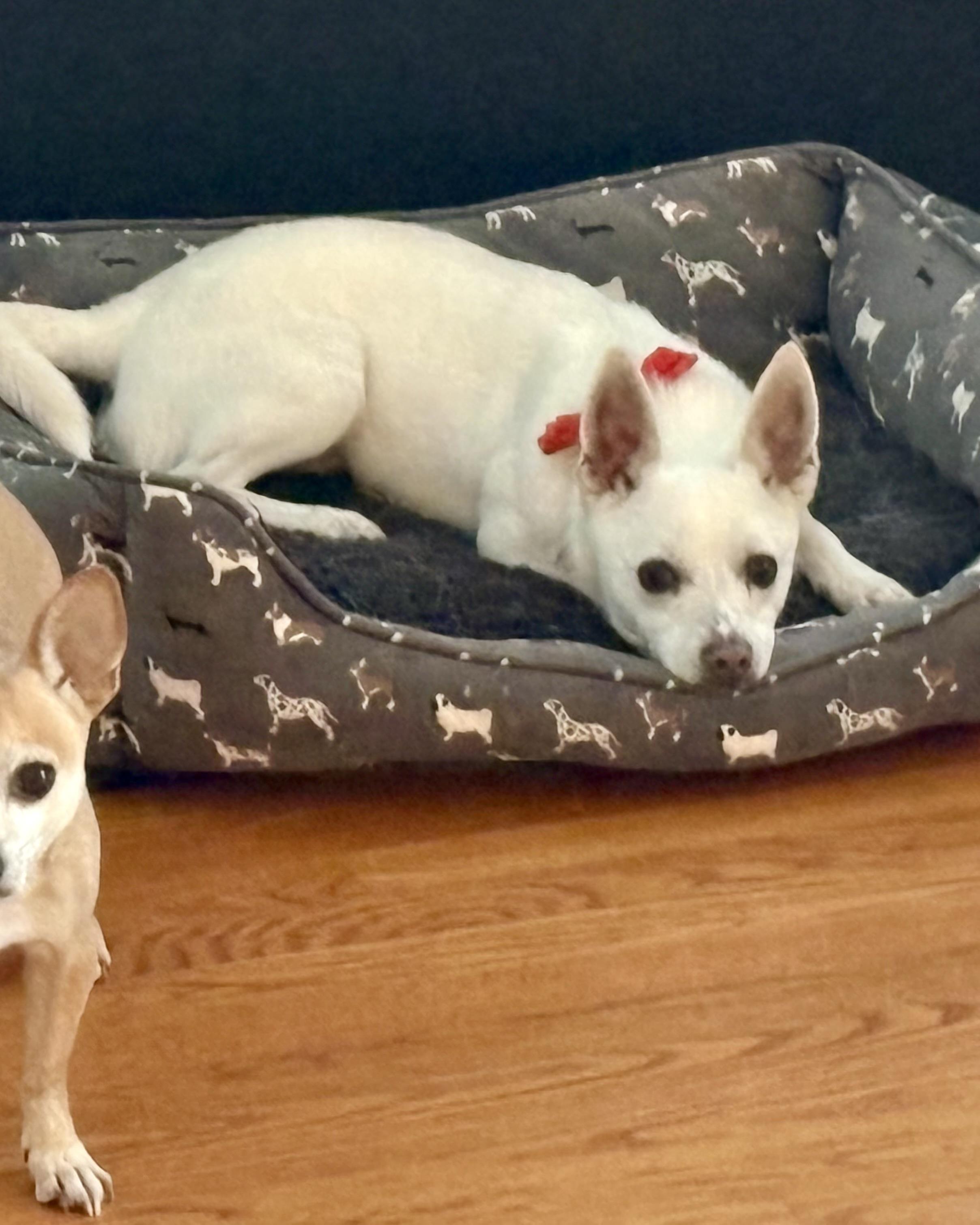 Enlarge Murphy, an adoptable mixed breed in Waxhaw, NC image 6/6