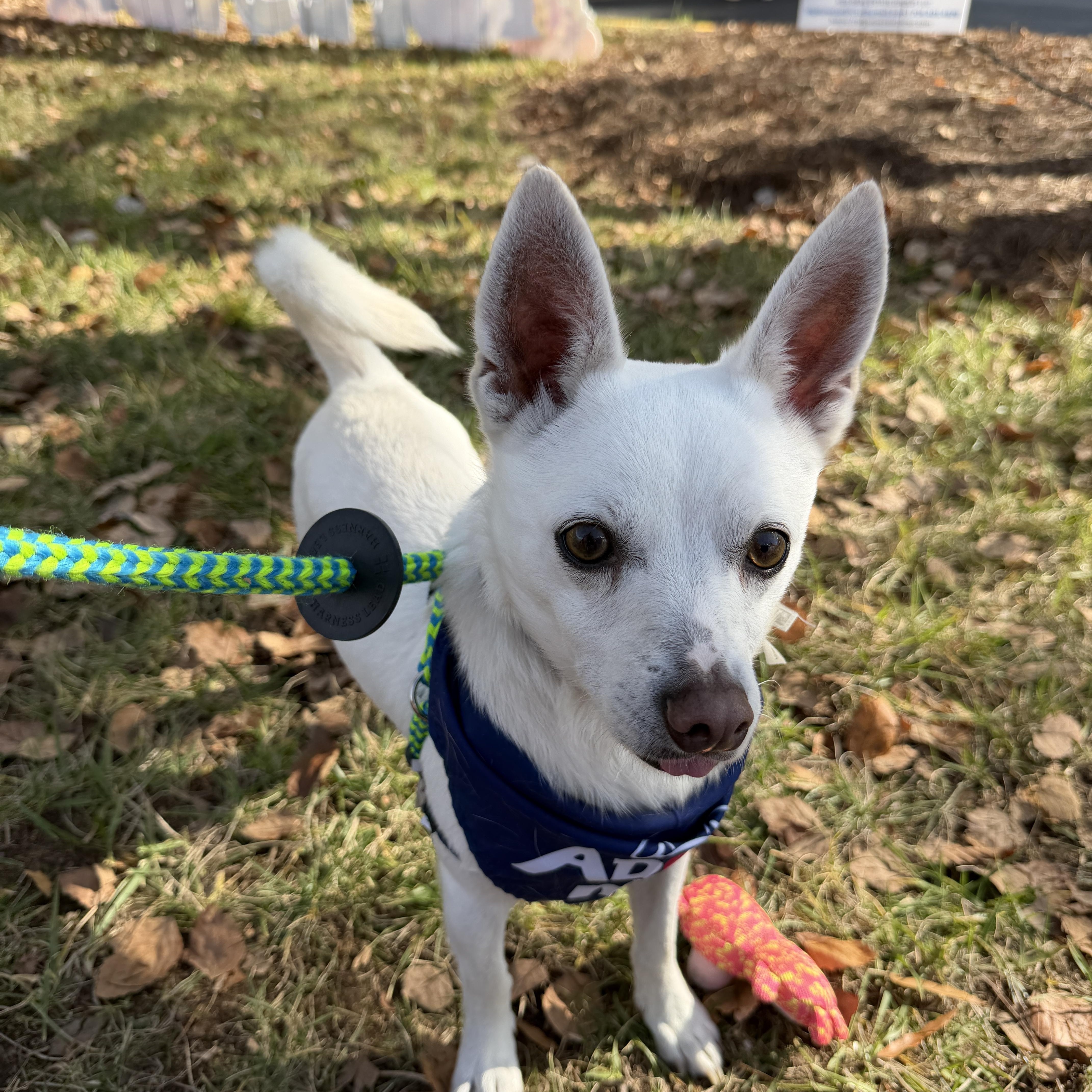 Murphy, Adoptable, Adult Male Chihuahua.