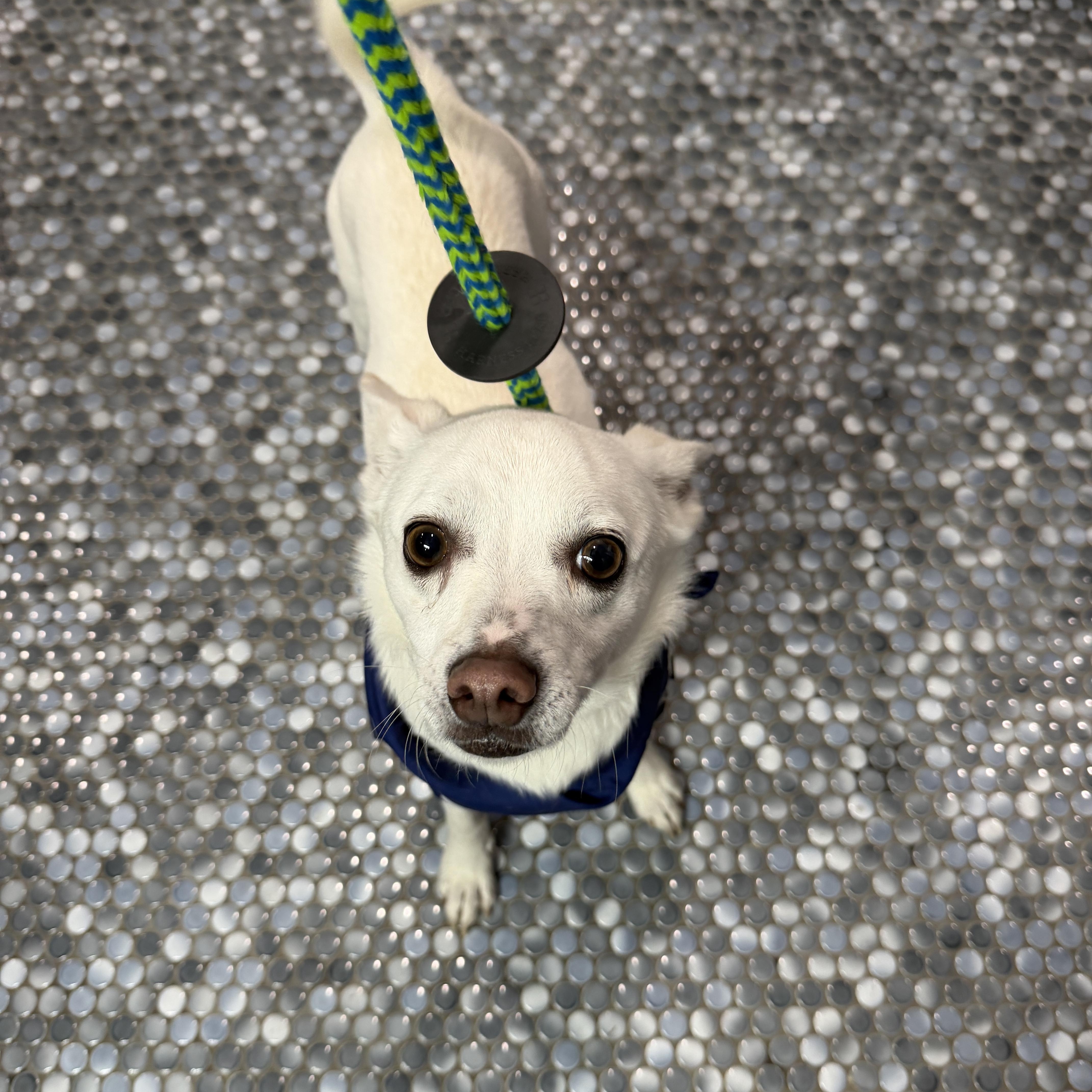 Enlarge Murphy, a Adoptable mixed breed in Waxhaw, NC image 6/6