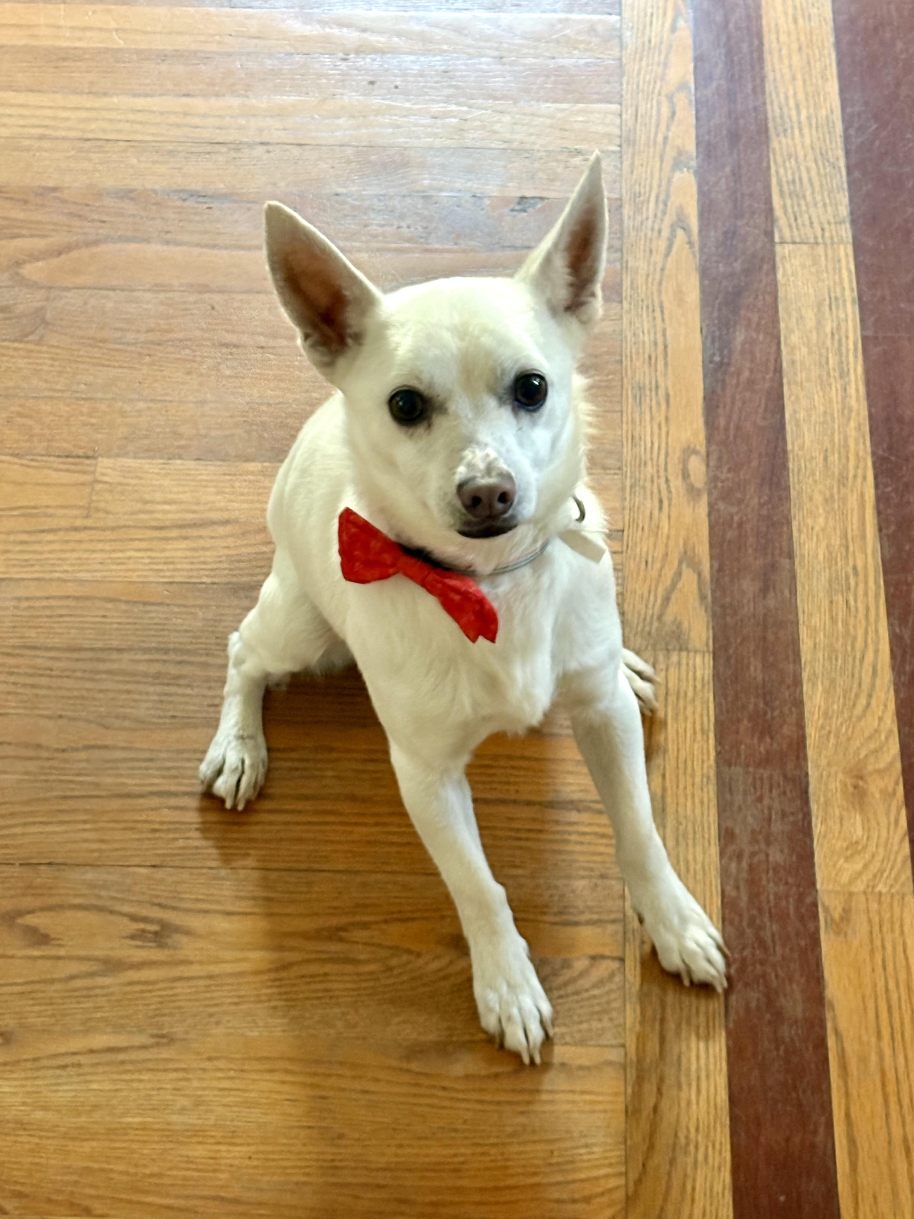 Murphy, adoptable, Adult Male Chihuahua.