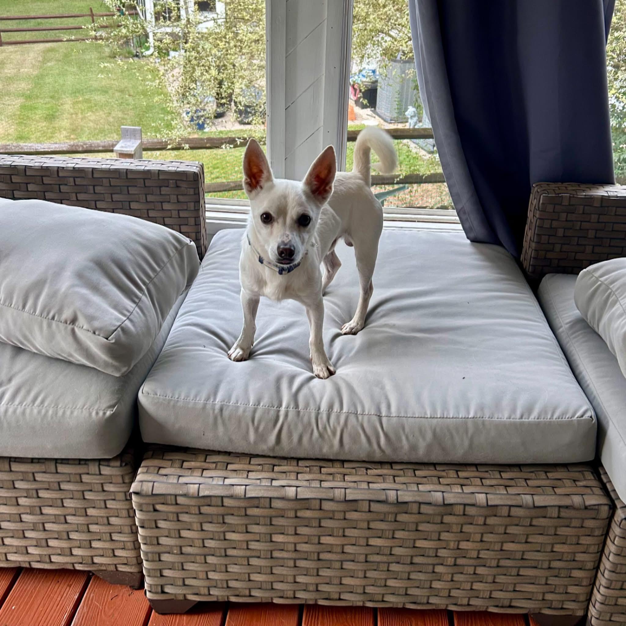 Enlarge Murphy, a Adoptable mixed breed in Waxhaw, NC image 4/6