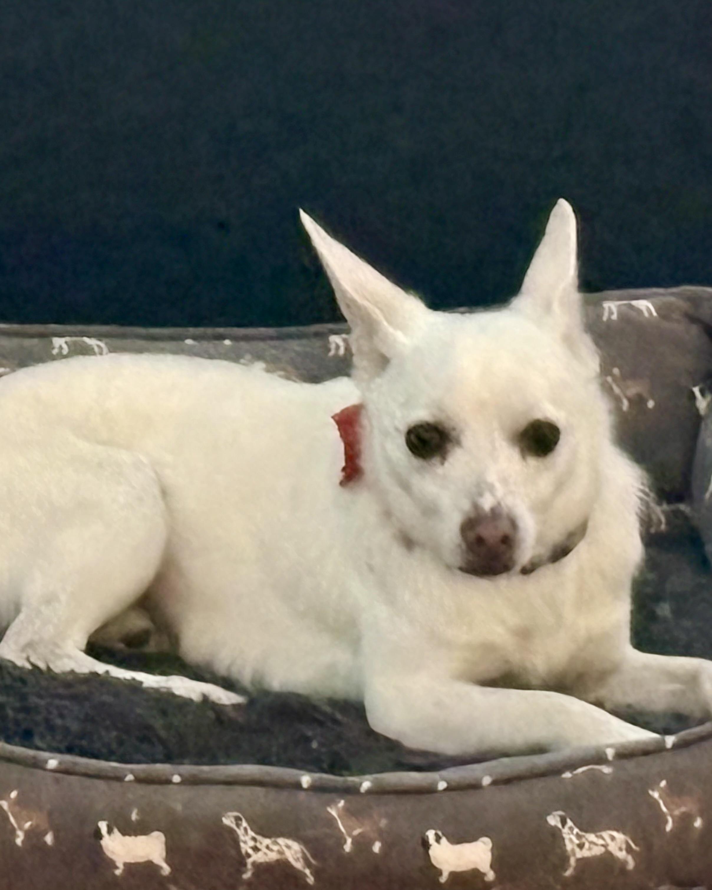 Enlarge Murphy, an adoptable mixed breed in Waxhaw, NC image 3/6