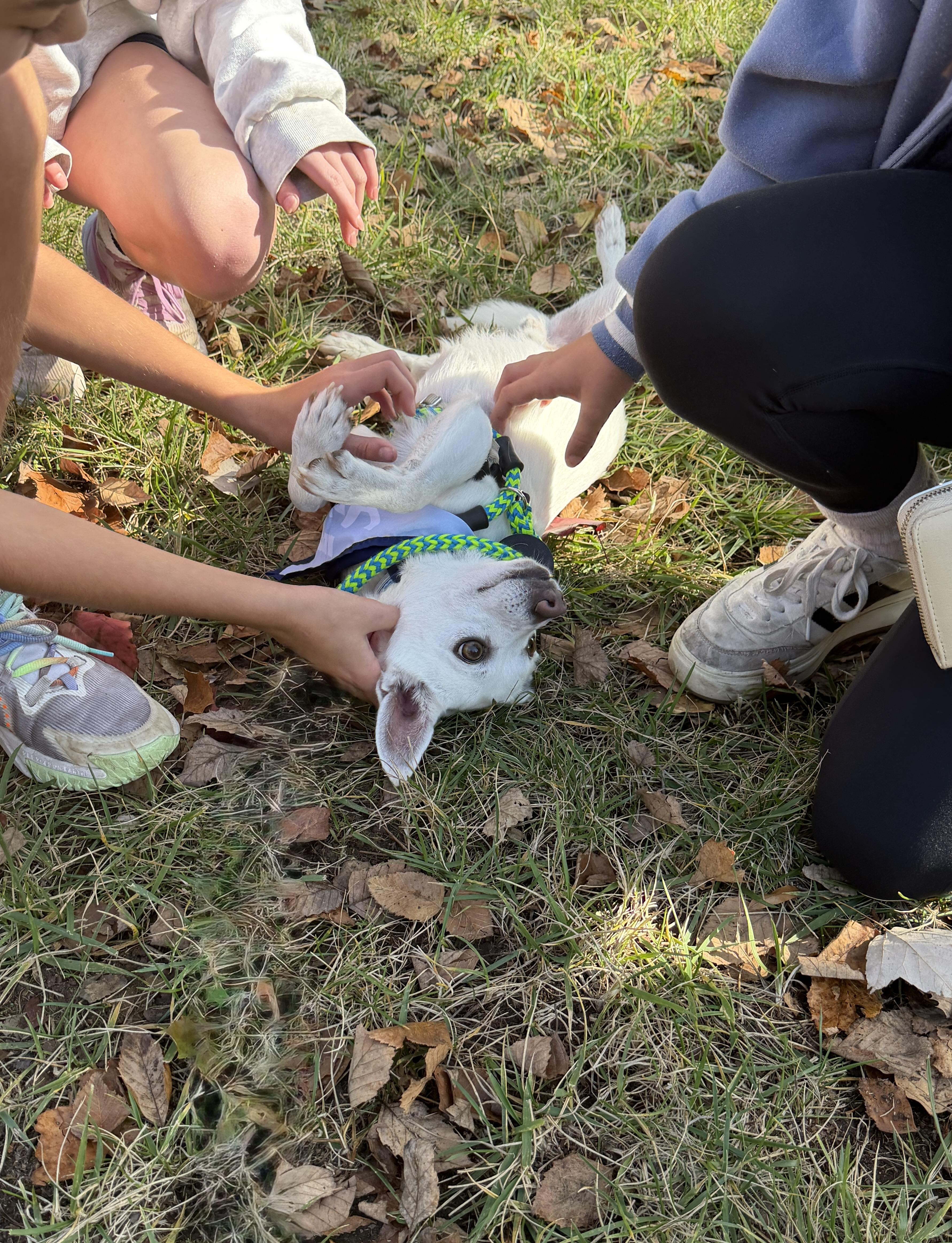 Enlarge Murphy, a Adoptable mixed breed in Waxhaw, NC image 5/6