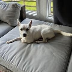 Enlarge Murphy, a Adoptable mixed breed in Waxhaw, NC image 3/6