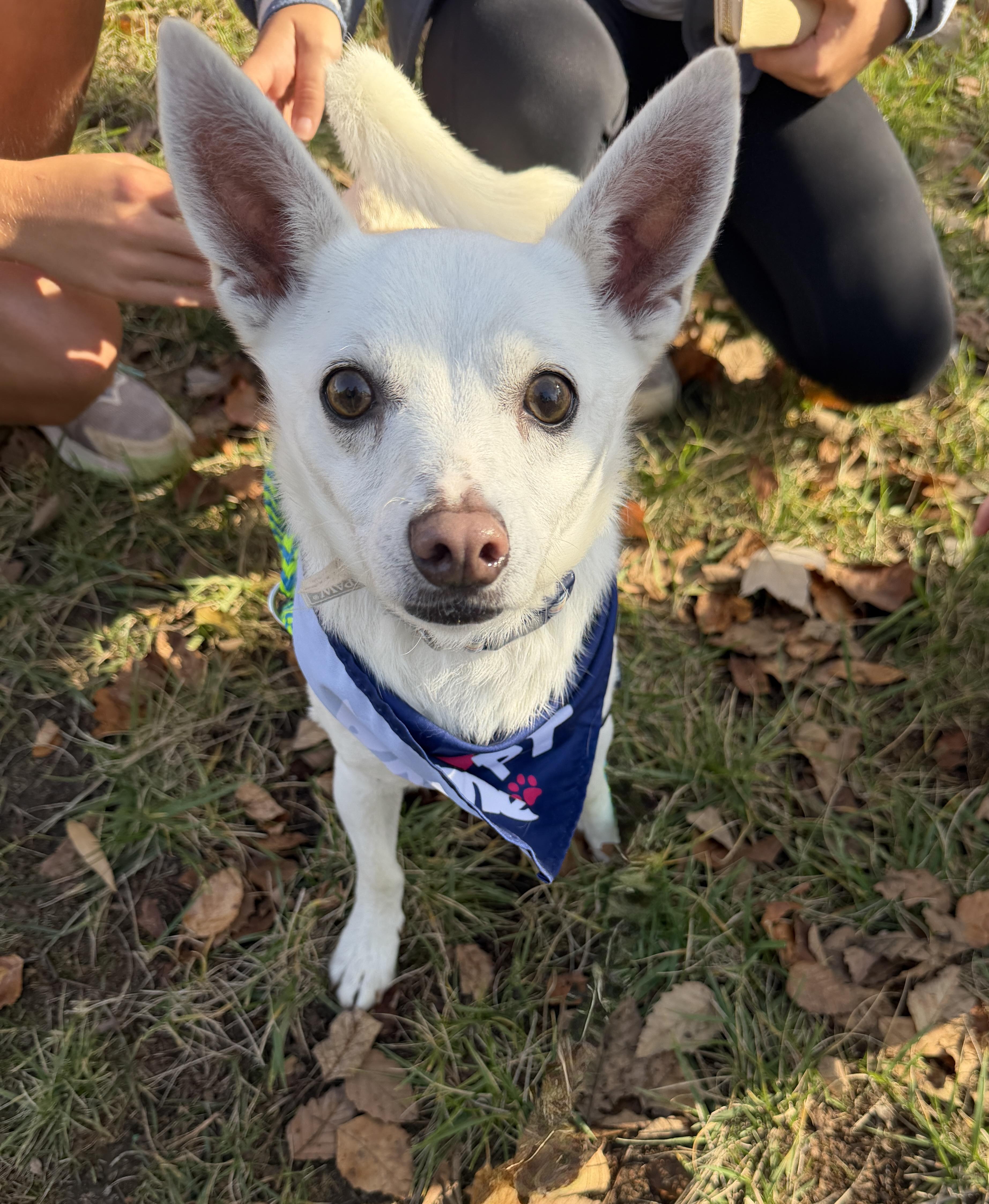 Enlarge Murphy, a Adoptable mixed breed in Waxhaw, NC image 2/6