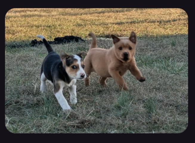 Enlarge The Bear Necessities Litter, a ADOPTABLE Mixed Breed in Sunbright, TN image 5/6