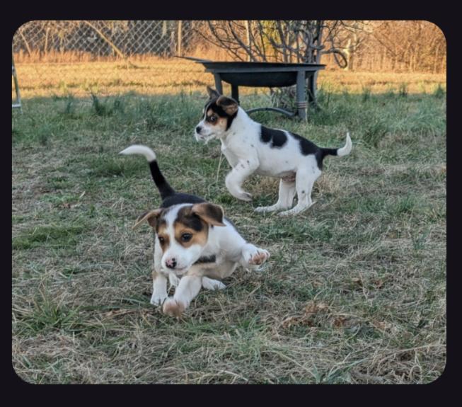 Enlarge The Bear Necessities Litter, a ADOPTABLE Mixed Breed in Sunbright, TN image 2/6