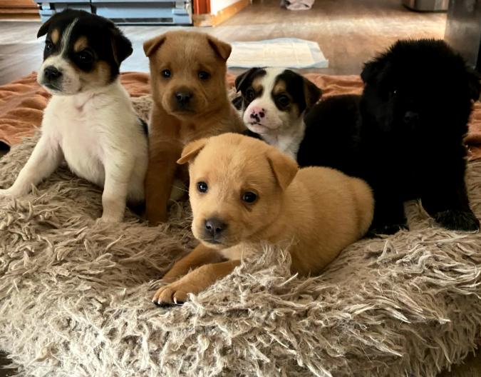 Enlarge The Bear Necessities Litter, a ADOPTABLE Mixed Breed in Sunbright, TN image 1/6