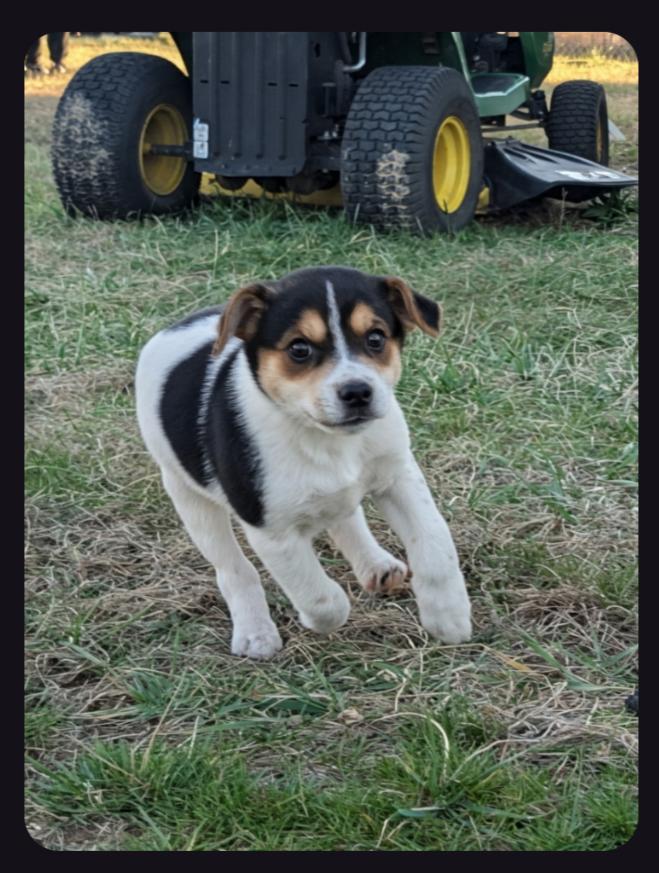Enlarge The Bear Necessities Litter, a ADOPTABLE Mixed Breed in Sunbright, TN image 4/6