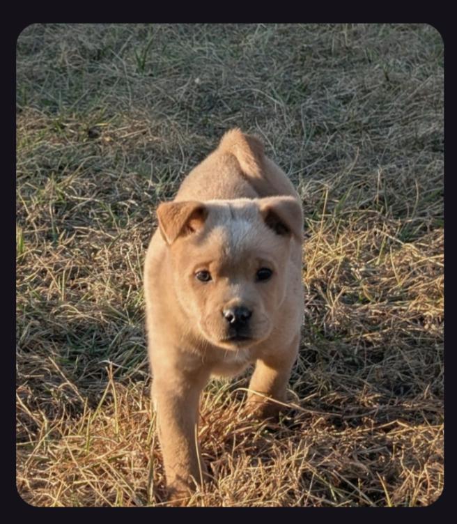 Enlarge The Bear Necessities Litter, a ADOPTABLE Mixed Breed in Sunbright, TN image 6/6