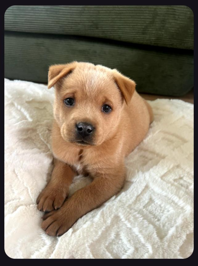 Enlarge The Bear Necessities Litter, a ADOPTABLE Mixed Breed in Sunbright, TN image 3/6