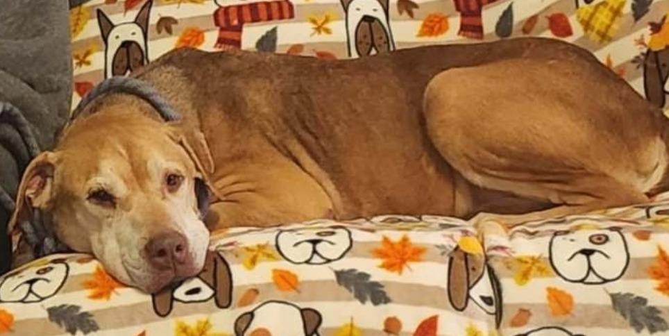 Buster Brown, Adopted, Senior Male Labrador Retriever.