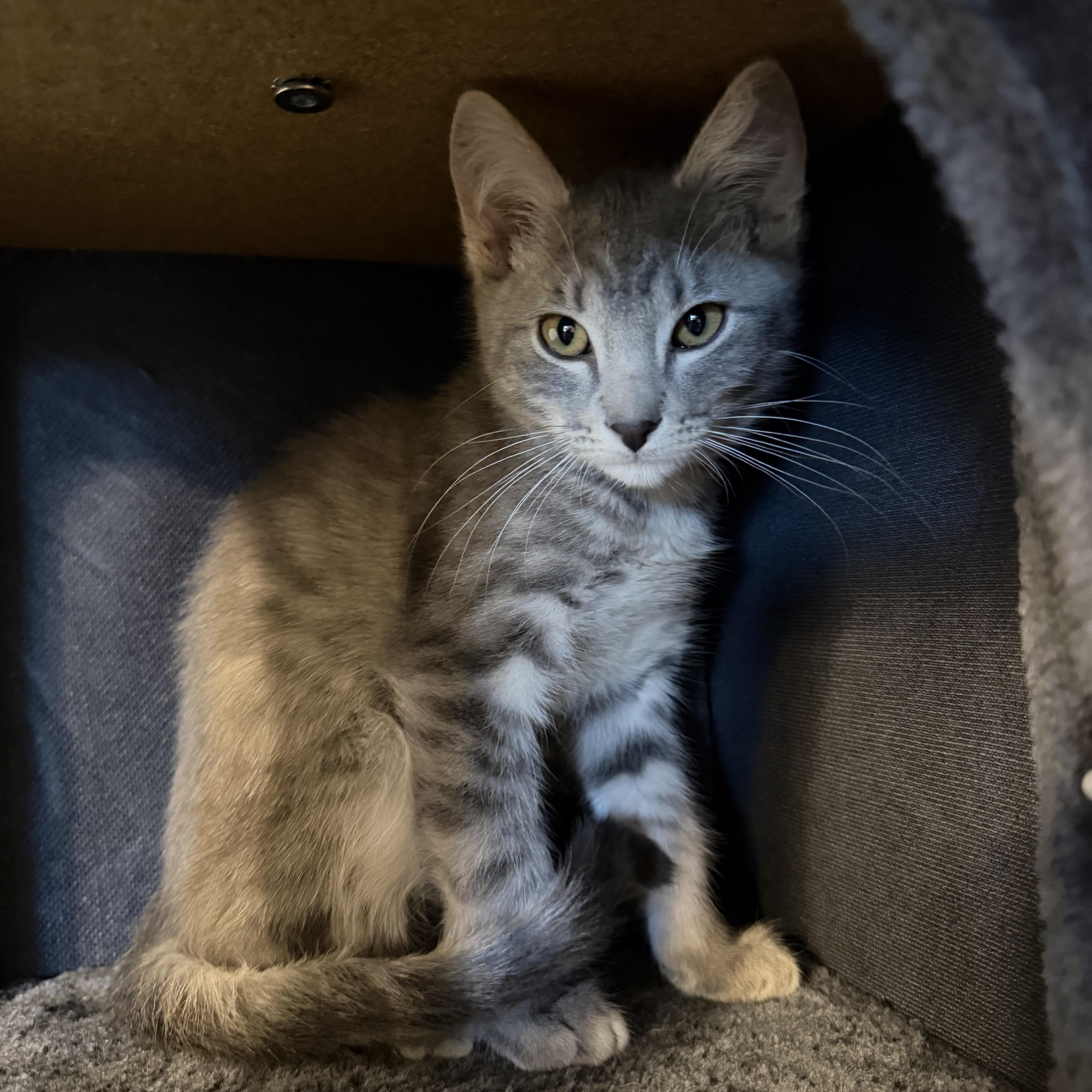 Enlarge Choso, a Adoptable Tabby in Midvale, UT image 1/6